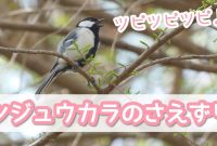 シジュウカラのさえずり|ツピツピツピ♪ - YouTube Benefits Of Staging A Home Before Selling